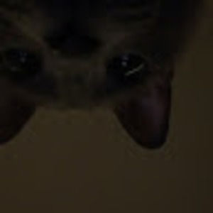 Meet your Posher, Riley